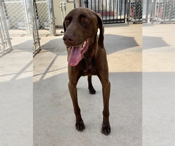 Medium Photo #2 German Shorthaired Pointer Puppy For Sale in San Bernardino , CA, USA