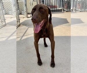Bruno - Male German Shorthaired Pointer Dog for Adoption - Photo #2