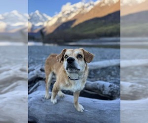 Beagle-Unknown Mix Dogs for adoption in Anchorage, AK, USA