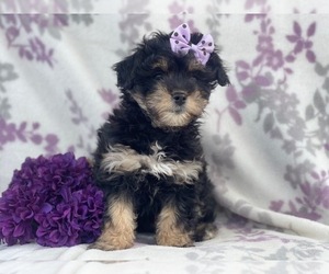 Peke-A-Poo Puppy for sale in LAKELAND, FL, USA