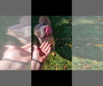 Small #8 Mutt