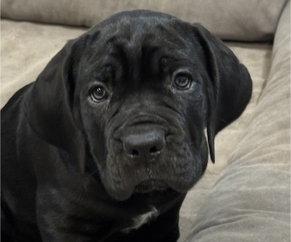 Medium Photo #4 Cane Corso Puppy For Sale in COLONIAL HEIGHTS, VA, USA