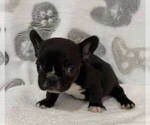 French Bulldog Puppy for sale in JOHNS ISLAND, SC, USA