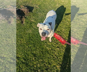 Molly - Adopt Me! - Female American Staffordshire Terrier Dog for Adoption - Photo #11