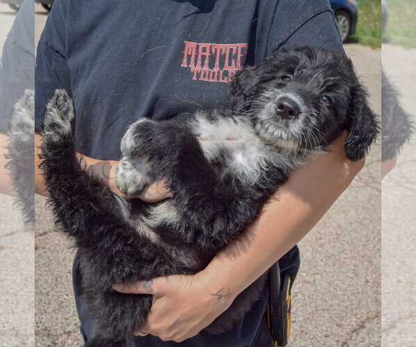Medium Photo #5 Mutt Puppy For Sale in Huntley, IL, USA