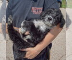 Small #4 Mutt