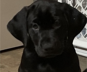 Labrador Retriever Puppy for sale in GALLATIN, TN, USA