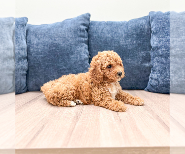Medium Photo #3 Miniature Labradoodle Puppy For Sale in MILLERSBURG, OH, USA