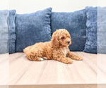 Small #2 Miniature Labradoodle
