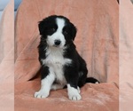 Small Photo #2 Border Collie Puppy For Sale in WARSAW, OH, USA