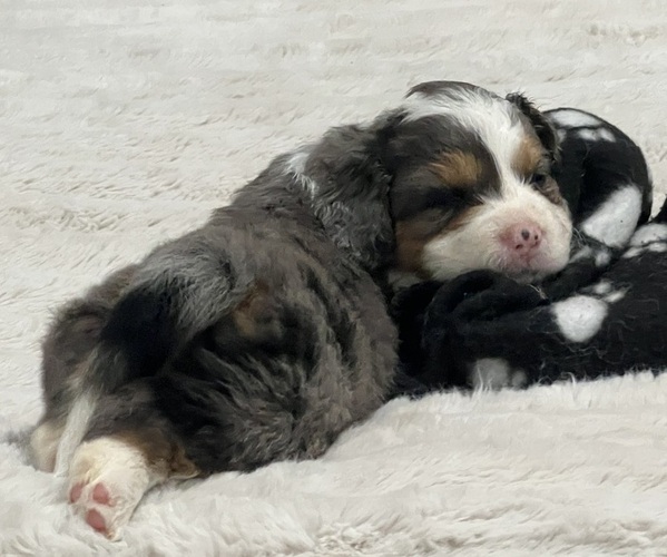 Medium Photo #2 Bernedoodle (Miniature) Puppy For Sale in SALUDA, SC, USA