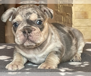 French Bulldog Puppy for sale in BOSTON, MA, USA