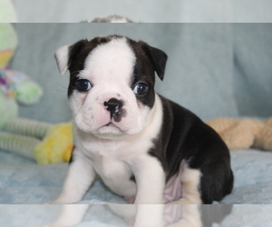 Boston Terrier Puppy for sale in BROOKSVILLE, FL, USA
