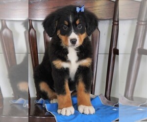 Bernese Mountain Dog Puppy for sale in FREDERICKSBG, OH, USA