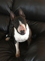 Mother of the Bull Terrier puppies born on 02/03/2018