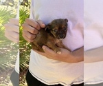 Small Photo #5 Chihuahua-Chorkie Mix Puppy For Sale in SAINT AUGUSTINE, FL, USA