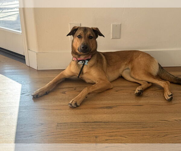 Medium Photo #2 Mutt Puppy For Sale in San Diego, CA, USA