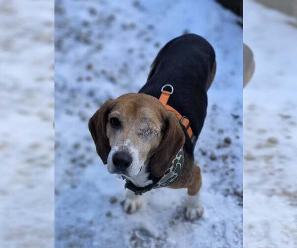Medium Photo #2 Beagle Puppy For Sale in Woodsfield, OH, USA