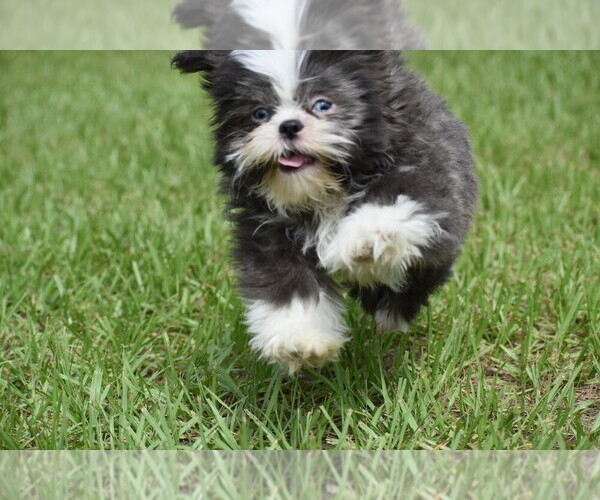 Medium Photo #4 Shih Tzu Puppy For Sale in PALM COAST, FL, USA