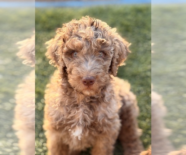 Medium Photo #20 Poodle (Standard) Puppy For Sale in APACHE JUNCTION, AZ, USA