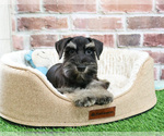 Small #5 Schnauzer (Miniature)
