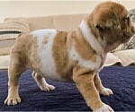 Small #10 French Bulldog