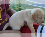 Small Photo #7 Labrador Retriever Puppy For Sale in SPENCER, TN, USA