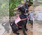 Small #5 Bull Terrier-Labrador Retriever Mix