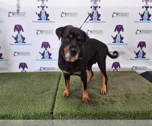 Medium Rottweiler Mix