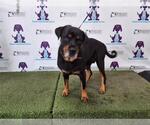 Small Rottweiler Mix