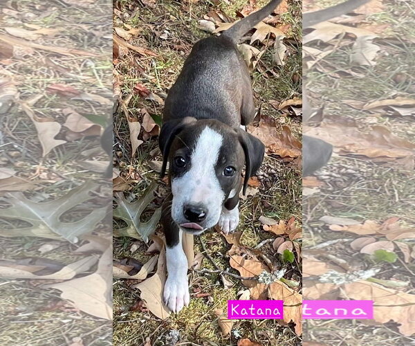 Medium Photo #2 Border Collie-Unknown Mix Puppy For Sale in Alexander, AR, USA