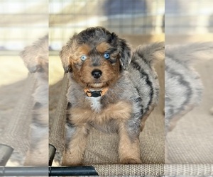 Australian Shepherd-Goldendoodle Mix Puppy for Sale in PIASA, Illinois USA