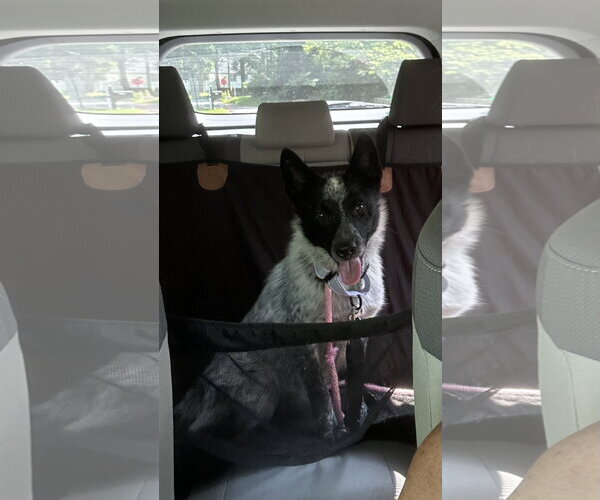 Medium Photo #2 Mutt Puppy For Sale in Garden City, NY, USA