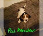 Small Photo #1 Basset Hound Puppy For Sale in CENTRALIA, WA, USA