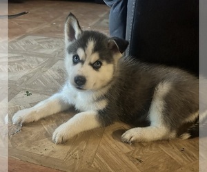Siberian Husky Puppy for sale in SHEFFIELD LAKE, OH, USA