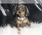 Small #6 Dachshund