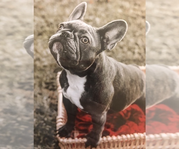 Medium Photo #1 French Bulldog Puppy For Sale in METTER, GA, USA