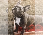 Small Photo #1 French Bulldog Puppy For Sale in METTER, GA, USA