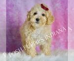 Small #3 Maltipoo (Toy)