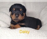 Puppy Daisy Rottweiler