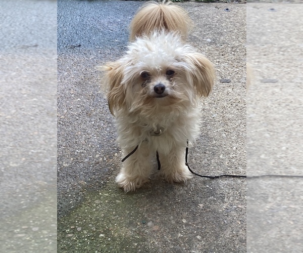 Medium Photo #1 Chorkie-Poodle (Standard) Mix Puppy For Sale in HAMPTON, VA, USA