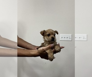 Yorkipoo Puppy for sale in ORLANDO, FL, USA