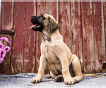 Small Photo #12 Mastiff Puppy For Sale in WAKARUSA, IN, USA