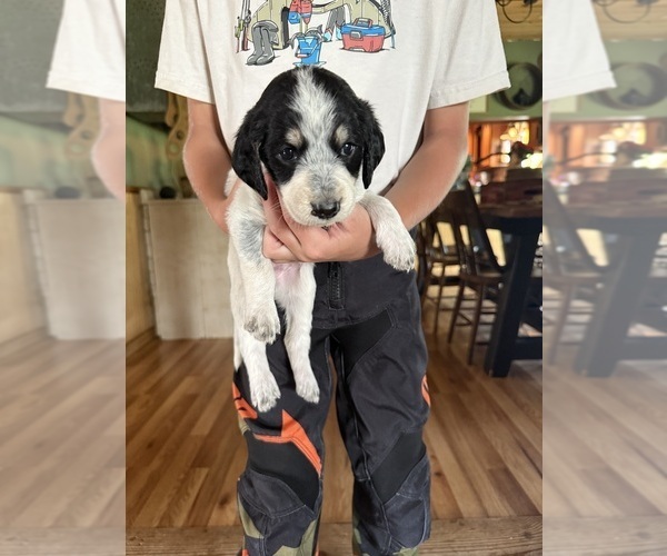 Medium Photo #44 Bernedoodle-Bluetick Coonhound Mix Puppy For Sale in RINGTOWN, PA, USA