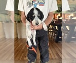 Small Photo #44 Bernedoodle-Bluetick Coonhound Mix Puppy For Sale in RINGTOWN, PA, USA