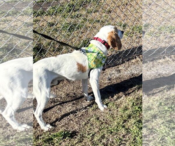 Medium Photo #6 Beagle Puppy For Sale in Tampa, FL, USA