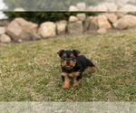 Small Photo #3 Yorkshire Terrier Puppy For Sale in MILLERSBURG, IN, USA