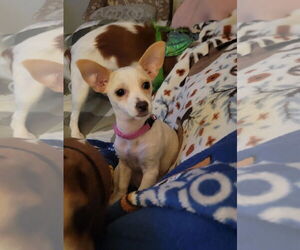 Chihuahua-Unknown Mix Dogs for adoption in Doylestown, PA, USA