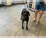 Small Labrador Retriever Mix