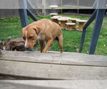 Small Photo #10 Labrador Retriever-Unknown Mix Puppy For Sale in Sebec, ME, USA